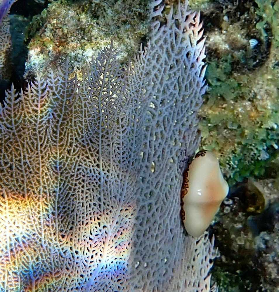 Diamond Reef