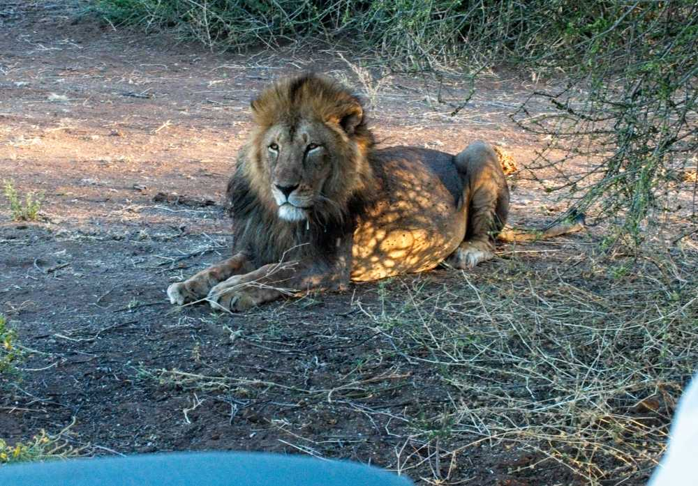 First Game Drive at Mashatu