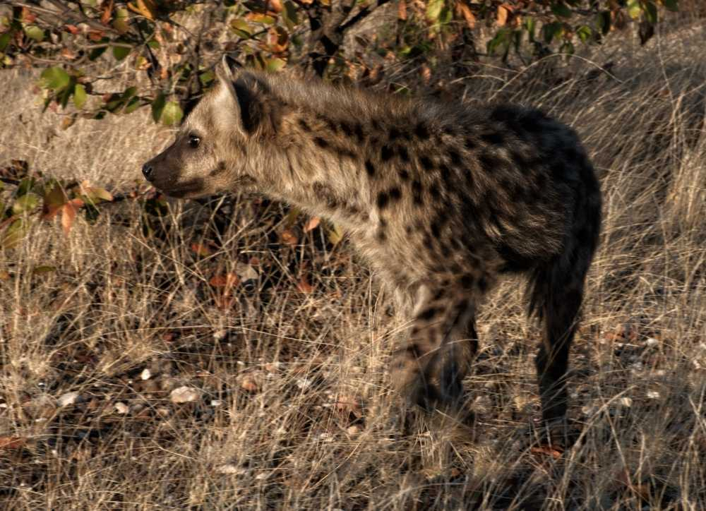 Cute Hyena Pups