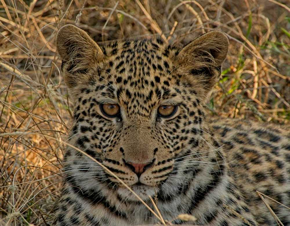 Leopards!