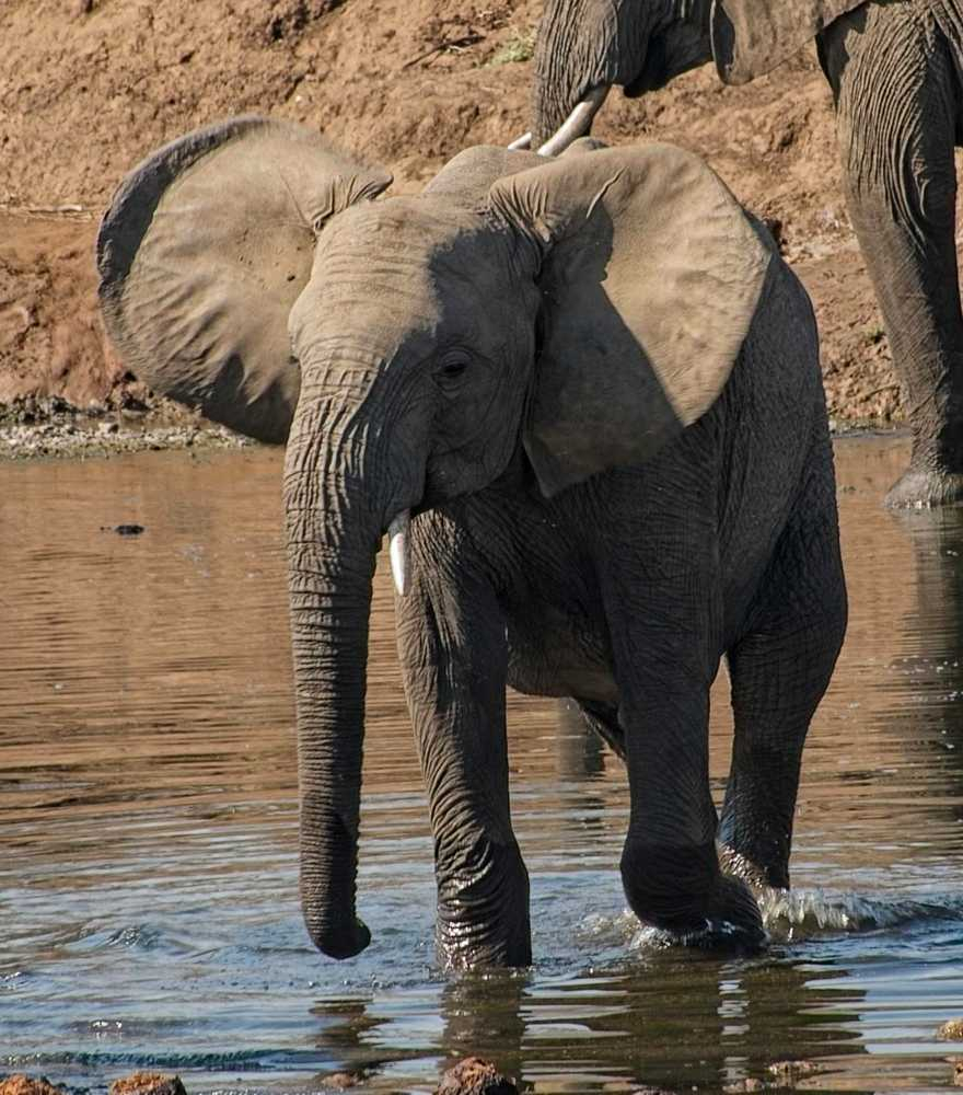 Lots (& Lots) Of Elephants