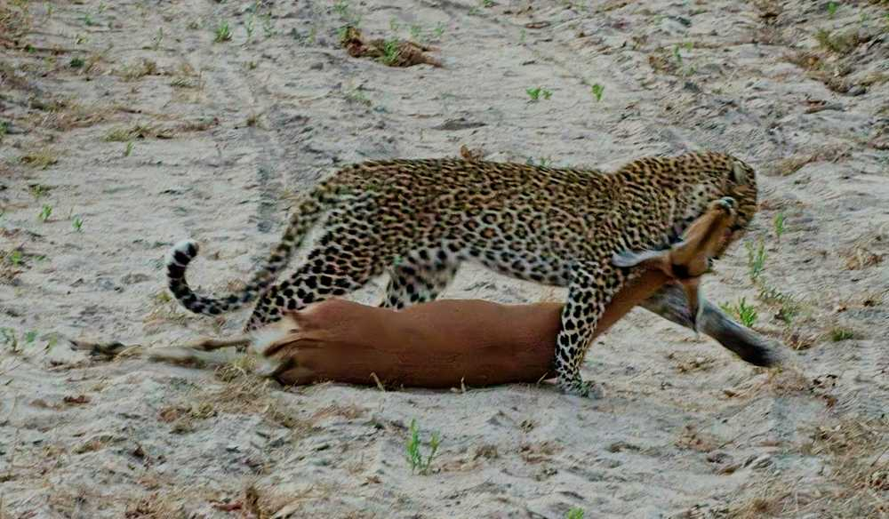 Leopards vs. Hyenas