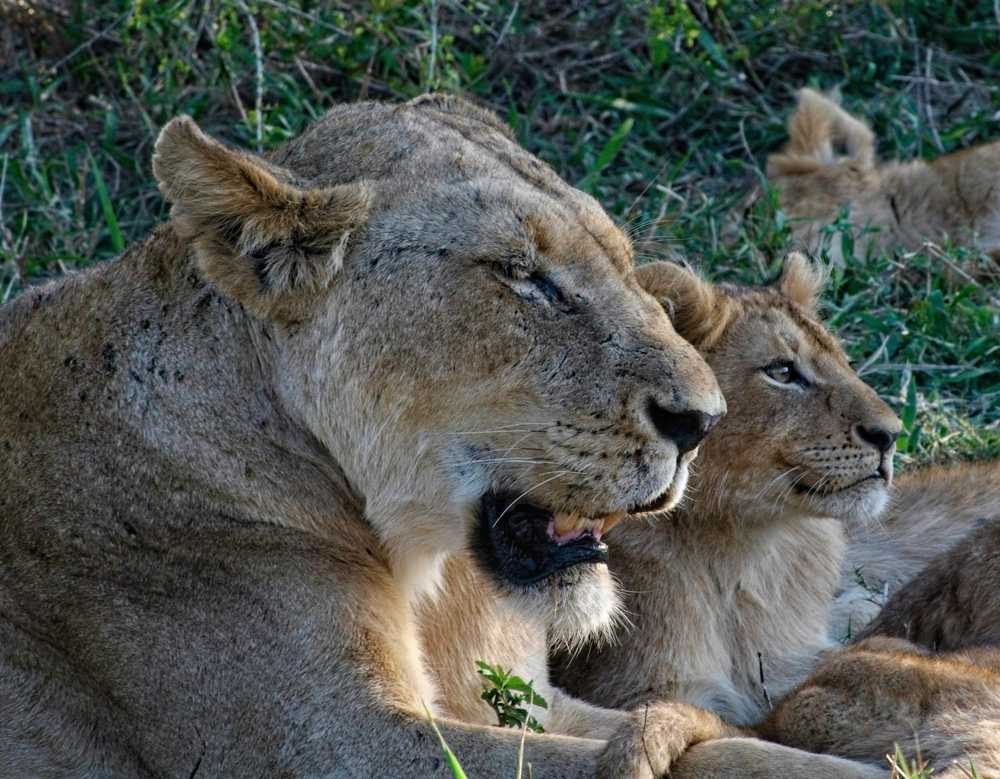 Last Mala Mala Game Drive