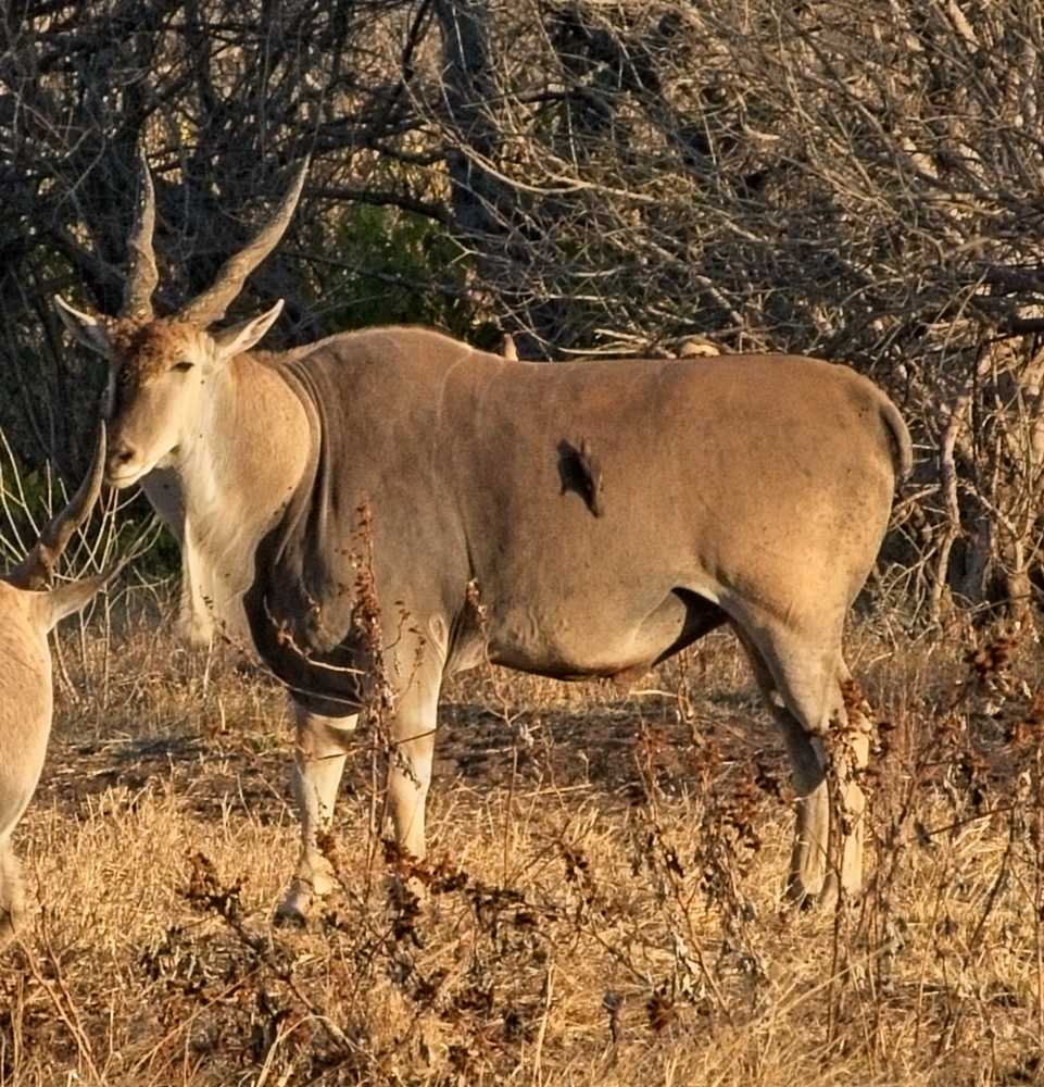 Antelopes